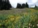32 Meadow Yellow Flowers