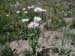 35 White Flowers