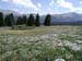 40 Alpine Meadow